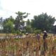 Panen Jagung Hibrida di Desa Kuripan Timur: Polri Turun Langsung Dukung Petani