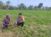 Sinergi Polri dan Warga Kuranji Dorong Desa Mandiri Pangan