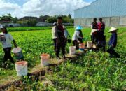 Polres Lombok Barat Turun ke Sawah, Pastikan Produktivitas Jagung di Gerung Terjaga