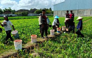 Polres Lombok Barat Turun ke Sawah, Pastikan Produktivitas Jagung di Gerung Terjaga