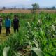 Kapolsek Dompu Lakukan Pengecekan Tanaman Jagung Program Ketahanan Pangan di Desa O’o