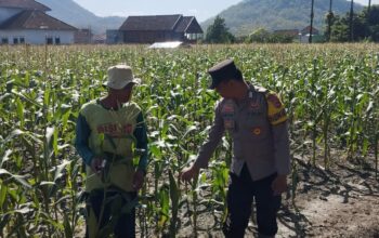 Dekat Dengan Warga, Bahbinkamtibmas Dampingi Warga Binaan Rawat Jagung Manis: Wujud Nyata Polri Peduli Ketahanan Pangan