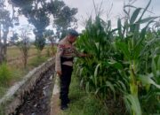 Bhabinkamtibmas Terong Tawah Dorong Pemanfaatan Pekarangan untuk Ketahanan Pangan
