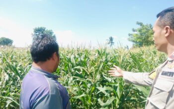 Polri Hadir untuk Pangan: Petani Desa Labuapi Didukung Tanam Jagung di Lahan Kosong