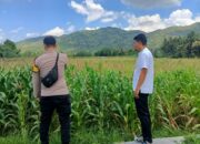 Pendampingan Petani Jagung oleh Polsek Kuripan, Dorong Ketahanan Pangan Lombok Barat