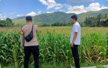 Polsek Kuripan Dampingi Petani Jagung Kuripan Selatan untuk Perkuat Ketahanan Pangan