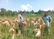 Panen Jagung Dipercepat, Warga Dusun Tangkeban Diedukasi Soal Ketahanan Pangan