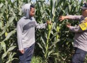 BHABINKAMTIBMAS POLSEK KEMPO DUKUNG KETAHANAN PANGAN MELALUI PEMANTAUAN LAHAN JAGUNG