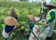 Polsek Labuapi Dukung Ketahanan Pangan Lewat Panen Jagung di Dusun Jerneng