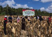 Polsek Sekotong Gelar Panen Raya Jagung Serentak di Desa Pelangan