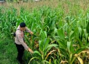 Bhabinkamtibmas Kuripan Selatan Dorong Optimalisasi Pertanian Jagung ke Bulog