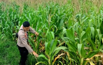 Bhabinkamtibmas Kuripan Selatan Dorong Optimalisasi Pertanian Jagung ke Bulog