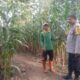 BHABINKAMTIBMAS SIMPASAI TINJAU LAHAN JAGUNG JELANG PANEN