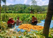 Sinergi Polri dan Petani Eyat Mayang untuk Perkuat Ketahanan Pangan Nasional