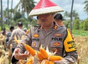 Dukung Asta Cita Presiden, Polres Lombok Utara Sukses Gelar Panen Raya Jagung di Kayangan