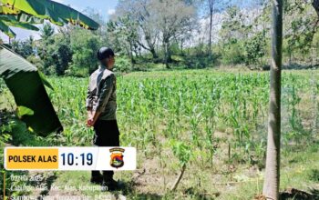 Dukung Ketahanan Pangan Nasional, Bhabinkamtibmas Labuhan Alas Cek Lahan Jagung Warga