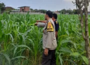 Lombok Barat, NTB – Komitmen Kepolisian Negara Republik Indonesia (Polri) dalam mendukung program ketahanan pangan nasional terus diwujudkan hingga ke tingkat desa. Di wilayah hukum Polres Lombok Barat, upaya nyata ini ditunjukkan melalui peran aktif Bhabinkamtibmas yang intensif mendampingi para petani. Salah satunya adalah kegiatan sambang yang dilakukan oleh Bhabinkamtibmas Desa Gelogor, Aipda Ahyar Haryanto, di Dusun Gelogor Selatan pada hari Rabu, 8 Oktober 2025. Sejak pukul 09.25 Wita, Aipda Ahyar Haryanto telah berada di tengah-tengah warga dan lahan pertanian, khususnya tanaman jagung, yang menjadi komoditas unggulan di daerah tersebut. Kegiatan ini tidak hanya sebatas kunjungan rutin, melainkan merupakan perwujudan sinergi antara aparat keamanan dengan masyarakat dalam menjamin ketersediaan pangan di tingkat lokal. Motivasi dan Pendampingan Langsung di Lahan Pertanian Dalam kunjungannya, Aipda Ahyar Haryanto berinteraksi langsung dengan para petani, melihat dari dekat kondisi tanaman jagung mereka, serta mendengarkan aspirasi dan kendala yang dihadapi. Kehadiran Bhabinkamtibmas di tengah areal persawahan ini memiliki nilai strategis ganda, yaitu menjaga keamanan dan ketertiban masyarakat (Kamtibmas) sekaligus memberikan motivasi dan dukungan moril dalam meningkatkan hasil panen. Petani di Dusun Gelogor Selatan menyambut baik kehadiran Aipda Ahyar Haryanto. Mereka merasa diperhatikan dan mendapatkan suntikan semangat untuk lebih giat dalam mengelola lahan. Tanaman jagung yang menjadi fokus sambang kali ini diharapkan dapat berkontribusi signifikan terhadap pasokan pangan, baik untuk kebutuhan lokal maupun nasional. Polri Dorong Peningkatan Semangat Bertani Warga Peran Bhabinkamtibmas dalam program ketahanan pangan merupakan bagian integral dari tugas tambahan Polri. Mereka berfungsi sebagai jembatan komunikasi yang efektif antara program-program pemerintah di sektor pertanian dengan implementasinya di masyarakat petani. Hal ini sejalan dengan arahan pimpinan Polri untuk menjadikan personel di lapangan sebagai motor penggerak pembangunan dan kesejahteraan masyarakat. Kepala Bagian Sumber Daya Manusia (Kabag SDM) Polres Lombok Barat, AKP Taufik Hidayat, S.H., menegaskan bahwa dukungan terhadap sektor pertanian adalah prioritas. Beliau menyoroti pentingnya peran Bhabinkamtibmas sebagai ujung tombak dalam mencapai sasaran ketahanan pangan. “Kami dari Polres Lombok Barat sangat serius mendukung program pemerintah di bidang ketahanan pangan. Kehadiran Bhabinkamtibmas seperti Aipda Ahyar Haryanto di Desa Gelogor adalah bukti nyata komitmen kami,” ujar AKP Taufik Hidayat, S.H. Beliau melanjutkan, “Kami berharap para petani di Gelogor, khususnya yang membudidayakan jagung, terus semangat dan konsisten dalam merawat tanamannya. Aipda Ahyar Haryanto bertugas untuk memotivasi mereka agar lebih giat dalam bertani, karena keberhasilan pertanian adalah fondasi utama dari ketahanan pangan daerah kita.” Kontribusi Jagung dalam Mewujudkan Swasembada Pangan Komoditas jagung memiliki peran vital sebagai salah satu penopang utama kebutuhan pangan dan pakan di Indonesia. Peningkatan produksi jagung di daerah seperti Gelogor, Lombok Barat, secara langsung akan memperkuat swasembada pangan nasional dan stabilitas harga komoditas. Melalui kegiatan sambang ini, Bhabinkamtibmas juga menyampaikan pesan-pesan yang bersifat edukatif. Selain memberikan dorongan, mereka turut mengingatkan petani mengenai pentingnya pola tanam yang efisien, penggunaan bibit unggul, serta upaya pencegahan gangguan keamanan di lahan pertanian. Kolaborasi dengan instansi terkait, seperti Penyuluh Pertanian Lapangan (PPL), akan terus diperkuat untuk memberikan bimbingan teknis yang optimal kepada warga. Dengan sinergi yang kuat antara Polri, khususnya Bhabinkamtibmas, dan seluruh elemen masyarakat petani, diharapkan Desa Gelogor dapat menjadi contoh keberhasilan dalam mewujudkan masyarakat yang mandiri secara pangan, sehat, dan sejahtera. Keaktifan Aipda Ahyar Haryanto dalam mendampingi petani menjadi cerminan bahwa aparat keamanan tidak hanya bertugas menjaga keamanan, tetapi juga menjadi mitra strategis dalam upaya meningkatkan kesejahteraan dan ketahanan pangan bangsa.