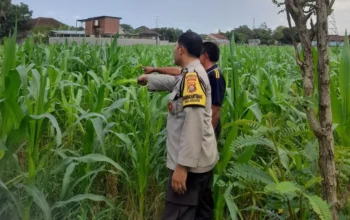 Lombok Barat, NTB – Komitmen Kepolisian Negara Republik Indonesia (Polri) dalam mendukung program ketahanan pangan nasional terus diwujudkan hingga ke tingkat desa. Di wilayah hukum Polres Lombok Barat, upaya nyata ini ditunjukkan melalui peran aktif Bhabinkamtibmas yang intensif mendampingi para petani. Salah satunya adalah kegiatan sambang yang dilakukan oleh Bhabinkamtibmas Desa Gelogor, Aipda Ahyar Haryanto, di Dusun Gelogor Selatan pada hari Rabu, 8 Oktober 2025. Sejak pukul 09.25 Wita, Aipda Ahyar Haryanto telah berada di tengah-tengah warga dan lahan pertanian, khususnya tanaman jagung, yang menjadi komoditas unggulan di daerah tersebut. Kegiatan ini tidak hanya sebatas kunjungan rutin, melainkan merupakan perwujudan sinergi antara aparat keamanan dengan masyarakat dalam menjamin ketersediaan pangan di tingkat lokal. Motivasi dan Pendampingan Langsung di Lahan Pertanian Dalam kunjungannya, Aipda Ahyar Haryanto berinteraksi langsung dengan para petani, melihat dari dekat kondisi tanaman jagung mereka, serta mendengarkan aspirasi dan kendala yang dihadapi. Kehadiran Bhabinkamtibmas di tengah areal persawahan ini memiliki nilai strategis ganda, yaitu menjaga keamanan dan ketertiban masyarakat (Kamtibmas) sekaligus memberikan motivasi dan dukungan moril dalam meningkatkan hasil panen. Petani di Dusun Gelogor Selatan menyambut baik kehadiran Aipda Ahyar Haryanto. Mereka merasa diperhatikan dan mendapatkan suntikan semangat untuk lebih giat dalam mengelola lahan. Tanaman jagung yang menjadi fokus sambang kali ini diharapkan dapat berkontribusi signifikan terhadap pasokan pangan, baik untuk kebutuhan lokal maupun nasional. Polri Dorong Peningkatan Semangat Bertani Warga Peran Bhabinkamtibmas dalam program ketahanan pangan merupakan bagian integral dari tugas tambahan Polri. Mereka berfungsi sebagai jembatan komunikasi yang efektif antara program-program pemerintah di sektor pertanian dengan implementasinya di masyarakat petani. Hal ini sejalan dengan arahan pimpinan Polri untuk menjadikan personel di lapangan sebagai motor penggerak pembangunan dan kesejahteraan masyarakat. Kepala Bagian Sumber Daya Manusia (Kabag SDM) Polres Lombok Barat, AKP Taufik Hidayat, S.H., menegaskan bahwa dukungan terhadap sektor pertanian adalah prioritas. Beliau menyoroti pentingnya peran Bhabinkamtibmas sebagai ujung tombak dalam mencapai sasaran ketahanan pangan. “Kami dari Polres Lombok Barat sangat serius mendukung program pemerintah di bidang ketahanan pangan. Kehadiran Bhabinkamtibmas seperti Aipda Ahyar Haryanto di Desa Gelogor adalah bukti nyata komitmen kami,” ujar AKP Taufik Hidayat, S.H. Beliau melanjutkan, “Kami berharap para petani di Gelogor, khususnya yang membudidayakan jagung, terus semangat dan konsisten dalam merawat tanamannya. Aipda Ahyar Haryanto bertugas untuk memotivasi mereka agar lebih giat dalam bertani, karena keberhasilan pertanian adalah fondasi utama dari ketahanan pangan daerah kita.” Kontribusi Jagung dalam Mewujudkan Swasembada Pangan Komoditas jagung memiliki peran vital sebagai salah satu penopang utama kebutuhan pangan dan pakan di Indonesia. Peningkatan produksi jagung di daerah seperti Gelogor, Lombok Barat, secara langsung akan memperkuat swasembada pangan nasional dan stabilitas harga komoditas. Melalui kegiatan sambang ini, Bhabinkamtibmas juga menyampaikan pesan-pesan yang bersifat edukatif. Selain memberikan dorongan, mereka turut mengingatkan petani mengenai pentingnya pola tanam yang efisien, penggunaan bibit unggul, serta upaya pencegahan gangguan keamanan di lahan pertanian. Kolaborasi dengan instansi terkait, seperti Penyuluh Pertanian Lapangan (PPL), akan terus diperkuat untuk memberikan bimbingan teknis yang optimal kepada warga. Dengan sinergi yang kuat antara Polri, khususnya Bhabinkamtibmas, dan seluruh elemen masyarakat petani, diharapkan Desa Gelogor dapat menjadi contoh keberhasilan dalam mewujudkan masyarakat yang mandiri secara pangan, sehat, dan sejahtera. Keaktifan Aipda Ahyar Haryanto dalam mendampingi petani menjadi cerminan bahwa aparat keamanan tidak hanya bertugas menjaga keamanan, tetapi juga menjadi mitra strategis dalam upaya meningkatkan kesejahteraan dan ketahanan pangan bangsa.