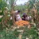 Bhabinkamtibmas Kuripan Ajak Warga Manfaatkan Lahan Kosong