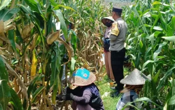 Bhabinkamtibmas Kawal Panen Jagung, Petani Babussalam Tersenyum Lega