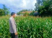 Kehadiran Polisi di Ladang Jagung, Bukti Sinergi Polri dan Petani di Lombok Barat