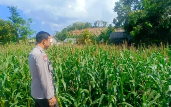 Bhabinkamtibmas Dampingi Petani Jagung, Wujud Nyata Dukungan Polri di Desa Perampuan