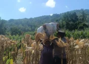 Sinergi Polisi dan Petani di Lombok Barat, Hasilkan Panen Jagung Melimpah