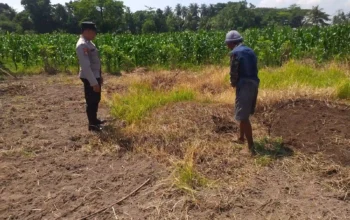 Lombok Barat, NTB – Dalam upaya konkret mendukung Program Ketahanan Pangan Nasional, Bhabinkamtibmas Desa Jagaraga, AIPTU I Gede Dodit, melaksanakan kunjungan dan dialog langsung dengan petani di Dusun Lamper. Kegiatan yang berlangsung pada hari Sabtu, 18 Oktober 2025, pukul 11.00 WITA hingga selesai, ini bertujuan mendorong pemanfaatan lahan produktif secara maksimal oleh warga binaan, baik untuk bercocok tanam maupun beternak atau perikanan. Inisiatif ini merupakan wujud nyata sinergi Polri dan masyarakat dalam menjaga ketersediaan pangan di tingkat lokal. Peran Aktif Polri dalam Mendukung Kemandirian Pangan Daerah Kunjungan Bhabinkamtibmas AIPTU I Gede Dodit di Dusun Lamper difokuskan kepada Bapak Ahmad, salah seorang petani setempat yang memiliki lahan produktif. Dalam pertemuan yang berlangsung hangat dan penuh kekeluargaan, AIPTU I Gede Dodit menyampaikan pentingnya peran aktif masyarakat, terutama para petani dan peternak, dalam menghadapi tantangan ketahanan pangan global. Ia mengajak warga untuk tidak hanya mengandalkan hasil panen utama, tetapi juga memanfaatkan pekarangan rumah atau lahan tidur untuk menanam komoditas pangan cepat panen seperti sayur-sayuran, sebagai bentuk diversifikasi dan cadangan pangan keluarga. Kapolsek Kuripan, Polres Lombok Barat, Polda NTB, Ipda I Wayan Eka Ariyana, S.H., menegaskan bahwa kegiatan ini adalah bagian dari instruksi pimpinan Polri untuk secara masif mengawal dan mendukung program pemerintah. "Peran Bhabinkamtibmas sangat strategis sebagai ujung tombak Polri di desa. Mereka tidak hanya menjaga kamtibmas, tetapi juga menjadi motivator dan penggerak ekonomi kerakyatan, khususnya di sektor pertanian. Kami terus mendorong anggota kami untuk terjun langsung, memastikan warga binaan teredukasi dan tergerak untuk memanfaatkan setiap jengkal lahan yang ada," ujar Ipda I Wayan Eka Ariyana, S.H. Menggali Potensi Lokal Melalui Pemanfaatan Lahan Produktif Inti dari kunjungan tersebut adalah memotivasi Bapak Ahmad dan warga lainnya agar lebih optimal dalam memanfaatkan lahan. AIPTU I Gede Dodit memberikan pemahaman bahwa ketahanan pangan dimulai dari tingkat rumah tangga dan desa. Dengan menanam sayur-sayuran di lahan milik sendiri, warga dapat mengurangi ketergantungan pada pasar, memastikan ketersediaan pangan yang sehat, sekaligus berpotensi meningkatkan pendapatan keluarga. "Saya berdialog dengan Bapak Ahmad, menjelaskan bahwa program ketahanan pangan ini bukan hanya tanggung jawab pemerintah semata, melainkan tanggung jawab kita bersama. Dengan memanfaatkan lahan seoptimal mungkin, kita tidak hanya menjamin ketersediaan pangan keluarga, tapi juga ikut berkontribusi pada ketahanan pangan nasional," kata AIPTU I Gede Dodit. Ia menambahkan, pihaknya siap membantu memfasilitasi komunikasi dengan instansi terkait jika warga membutuhkan bimbingan teknis lebih lanjut mengenai pertanian atau peternakan. Sambutan Positif Warga dan Komitmen Mendukung Program Pemerintah Sambutan dari Bapak Ahmad, petani yang menjadi sasaran kunjungan, menunjukkan antusiasme tinggi terhadap inisiatif ini. Bapak Ahmad menyatakan kesediaannya untuk mendukung program pemerintah dengan mulai menanam berbagai jenis sayur-sayuran di tanah miliknya yang terletak di Dusun Lamper, Desa Jagaraga. "Kami menyambut baik kunjungan dari Bapak Bhabinkamtibmas. Ini sangat memotivasi kami para petani. Kami siap mendukung program ketahanan pangan ini. Kebetulan kami punya lahan, dan arahan dari Bapak Dodit untuk menanam sayur-sayuran sangat masuk akal untuk cadangan pangan keluarga kami. Kami akan segera memulainya," tutur Bapak Ahmad dengan semangat. Hasil dari kegiatan ini tidak hanya terhenti pada komitmen menanam sayuran, tetapi juga berhasil menjalin dan memperkuat tali silaturahmi serta komunikasi yang baik antara Polri dan warga binaan. Komunikasi yang intensif dan berkelanjutan seperti ini sangat penting untuk memastikan program-program pemerintah dapat berjalan lancar dan tepat sasaran di tingkat desa. Secara keseluruhan, kegiatan Bhabinkamtibmas Desa Jagaraga AIPTU I Gede Dodit di Dusun Lamper ini berjalan lancar. Situasi di lokasi terpantau aman dan kondusif, mencerminkan sinergi yang harmonis antara aparat keamanan dan masyarakat. Upaya ini menjadi salah satu pilar penting dalam mewujudkan kemandirian pangan yang berkelanjutan di wilayah Kabupaten Lombok Barat, sekaligus mengukuhkan citra Polri sebagai pengayom dan mitra produktif bagi masyarakat. Keberhasilan ini diharapkan dapat menjadi contoh inspiratif bagi desa-desa lain untuk turut serta aktif dalam program penguatan ketahanan pangan nasional.