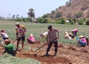 Bhabinkamtibmas Polres Bima Kota Bantu Warga Binaan Panen Bawang Sambil Sampaikan Imbauan Kamtibmas