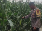 Bhabinkamtibmas Turun ke Sawah, Petani Lombok Barat Kian Semangat
