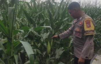 Bhabinkamtibmas Turun ke Sawah, Petani Lombok Barat Kian Semangat