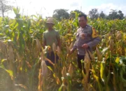 Bhabinkamtibmas Kuripan Dorong Petani Jagaraga Wujudkan Ketahanan Pangan