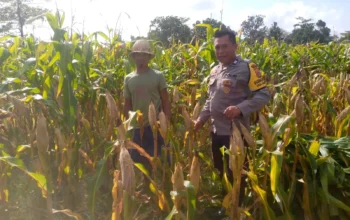 Bhabinkamtibmas Kuripan Dorong Petani Jagaraga Wujudkan Ketahanan Pangan