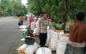 Sinergi Petani dan Polri di Lombok Barat Hasilkan Panen Jagung Melimpah