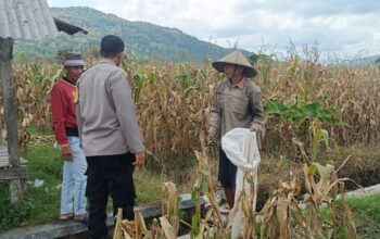 Jagung Melimpah, Polri Dukung Ketahanan Pangan di Lombok Barat