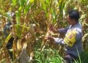 Jaga Stabilitas Pangan, Polri Edukasi Pemanfaatan Lahan