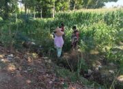 Polres Lombok Barat Turun ke Sawah Dampingi Petani Jagung