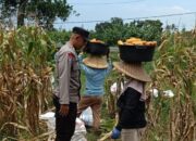 Sinergi Panen Jagung di Babussalam: Bhabinkamtibmas Hadir Amankan dan Dukung Petani