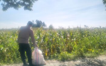 Jagung Lelede Panen Raya, Polri Pastikan Proses Aman dan Harga Stabil