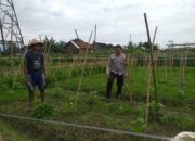 Sinergi Polri dan Petani Jagaraga Wujudkan Kemandirian Pangan