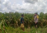 Sinergi Polri dan Warga Wujudkan Kemandirian Pangan di Lombok Barat