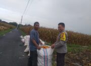 Harga Jagung di Lombok Barat: Polisi Imbau Petani Jual ke Bulog