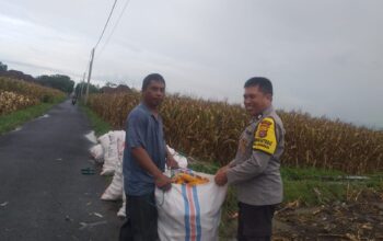 Harga Jagung di Lombok Barat: Polisi Imbau Petani Jual ke Bulog
