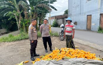 Polsek Labuapi Dorong Petani Jagung Jual Hasil Panen ke Bulog