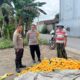 Polsek Labuapi Dorong Petani Jagung Jual Hasil Panen ke Bulog