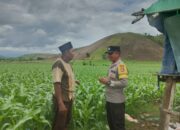 Bripka Heri Laksanakan Pemantauan Lahan untuk Perkuat Ketahanan Pangan Masyarakat