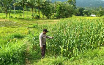 Dukungan Bhabinkamtibmas: Kunci Ketahanan Pangan Lokal