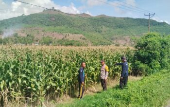 BHABINKAMTIBMAS DESA MUMBU LAKUKAN PENGECEKAN TANAMAN JAGUNG WARGA DALAM UPAYA DUKUNG KETAHANAN PANGAN DAN PERERAT KEMITRAAN