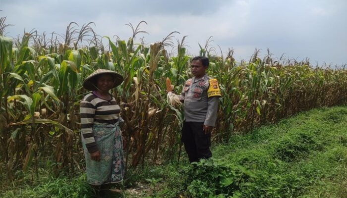 Bhabinkamtibmas dan Kades Sinergi Kuatkan Ketahanan Pangan Desa