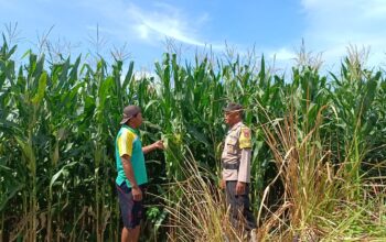 Dukung Ketahanan Pangan, Bhabinkamtibmas Buer Pantau Kondisi Tanaman Jagung Petani